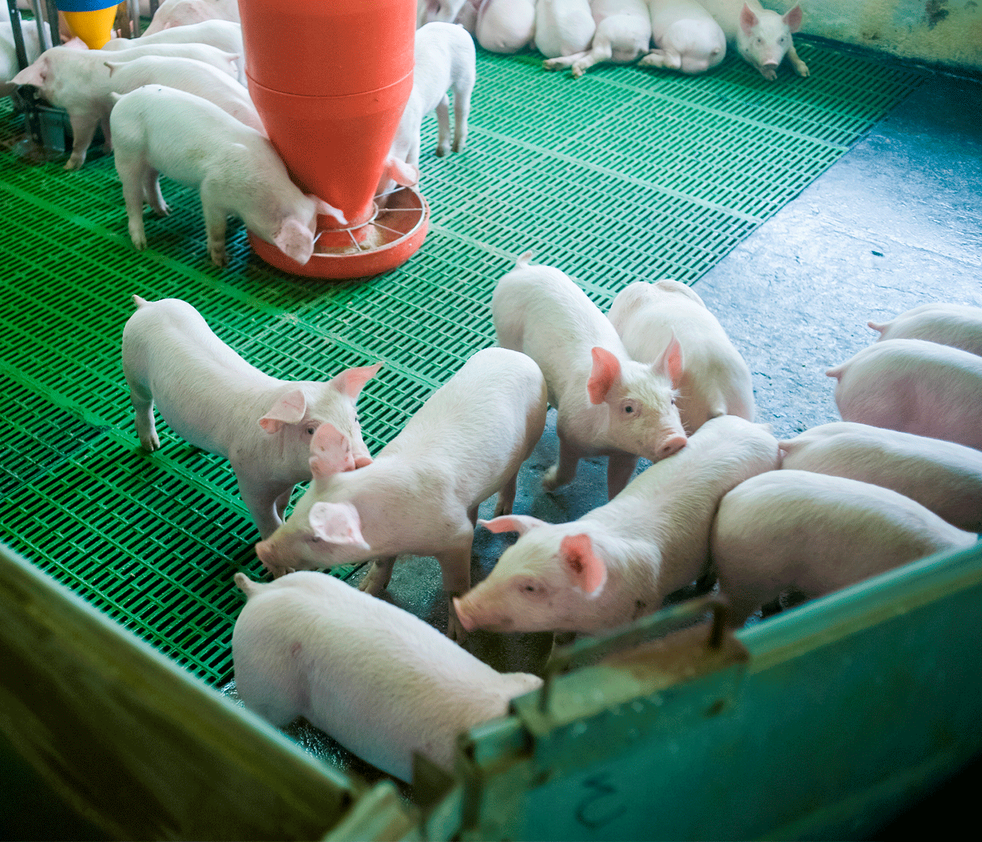 Honduras: Capacitación para evitar la Peste Porcina Africana