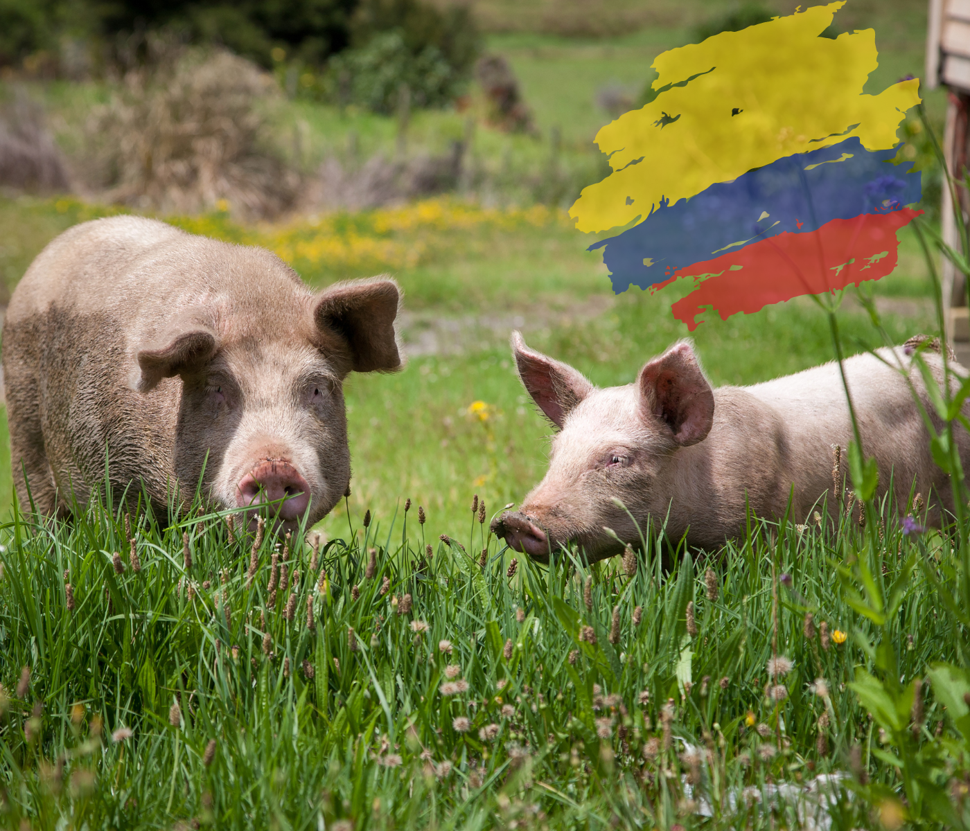 Porcicultura colombiana, ¿Cómo evoluciona el sector?