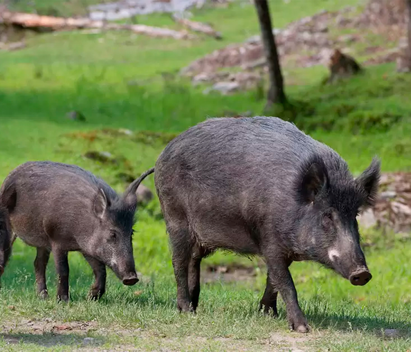 Alemania: dos nuevos brotes de PPA en cerdos domésticos