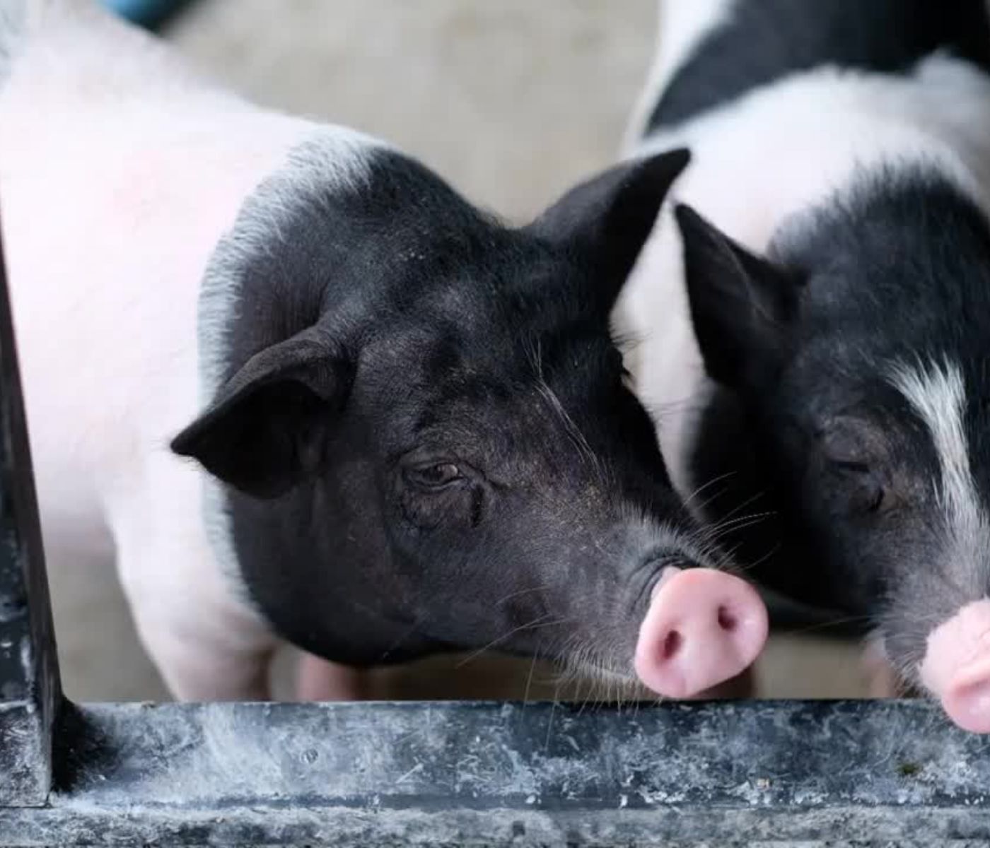 Capacitaciones en bienestar animal para el sector porcino