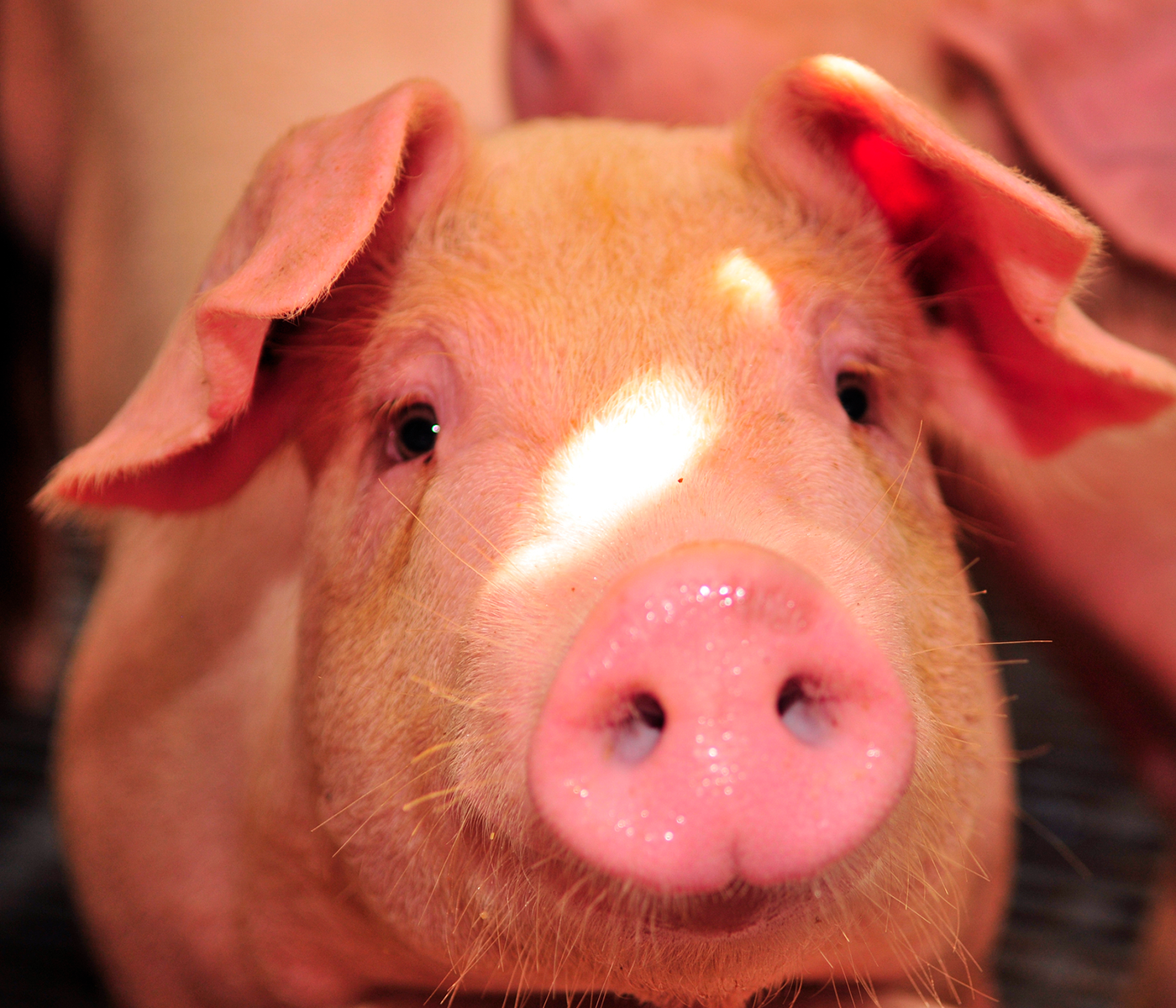 Cuba: arremeten contra el gobierno que importa carne de cerdo