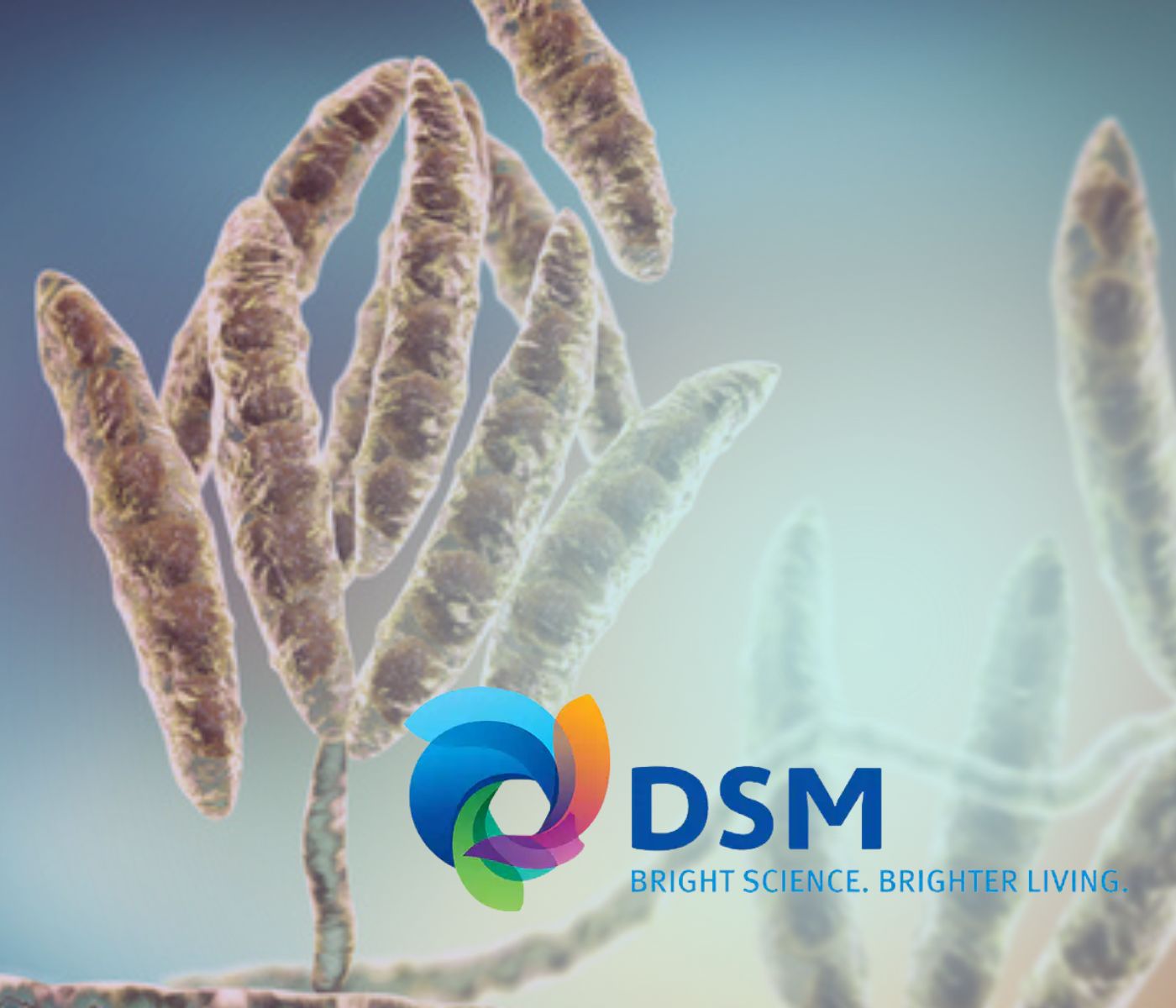 DSM apresenta o Mycofix Plus 5.0, solução para proteção e longevidade para as matrizes