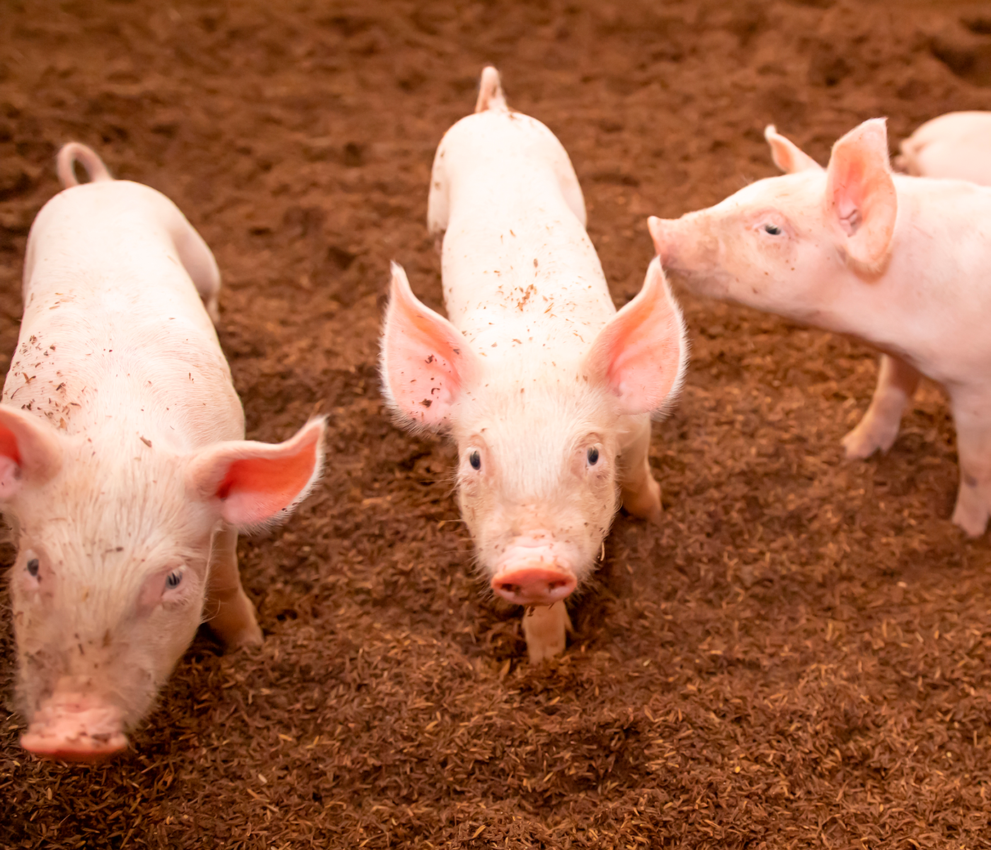 México y Estados Unidos pactan estrategia contra Peste Porcina en el Caribe
