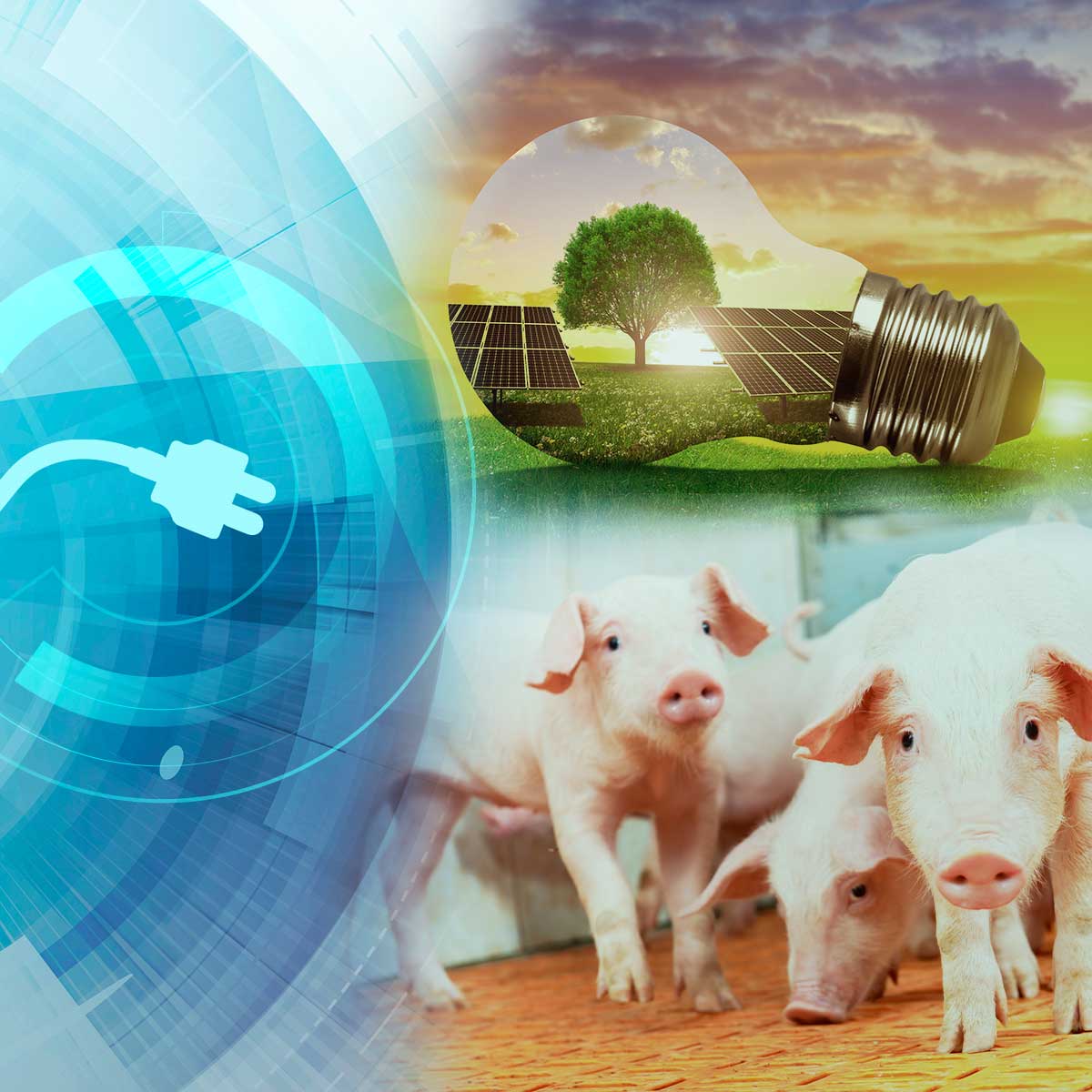 Caminando hacia la eficiencia energética en las explotaciones porcinas