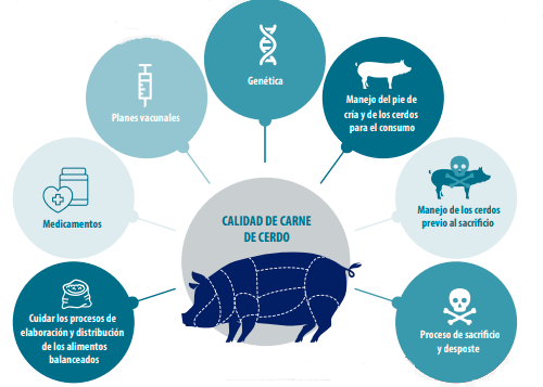 Cadena De La Carne Porcina: De La Granja Al Consumidor