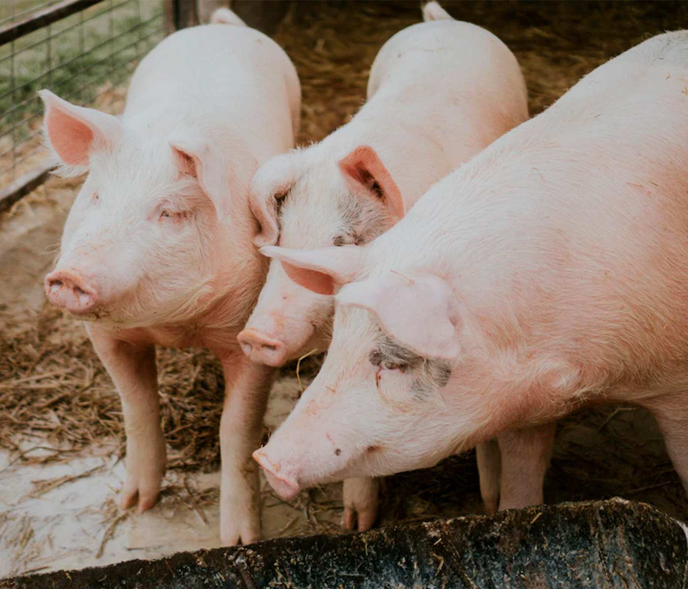 Detienen vacunación contra la PPA en Vietnam por muertes de cerdos