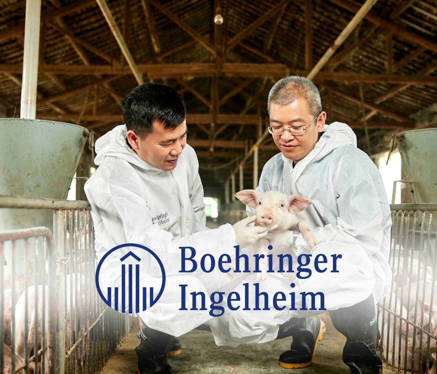 Boehringer Ingelheim lança nova vacina com foco no bem-estar animal que combate as formas mais prevalentes de Salmoneloses em suínos no Brasil