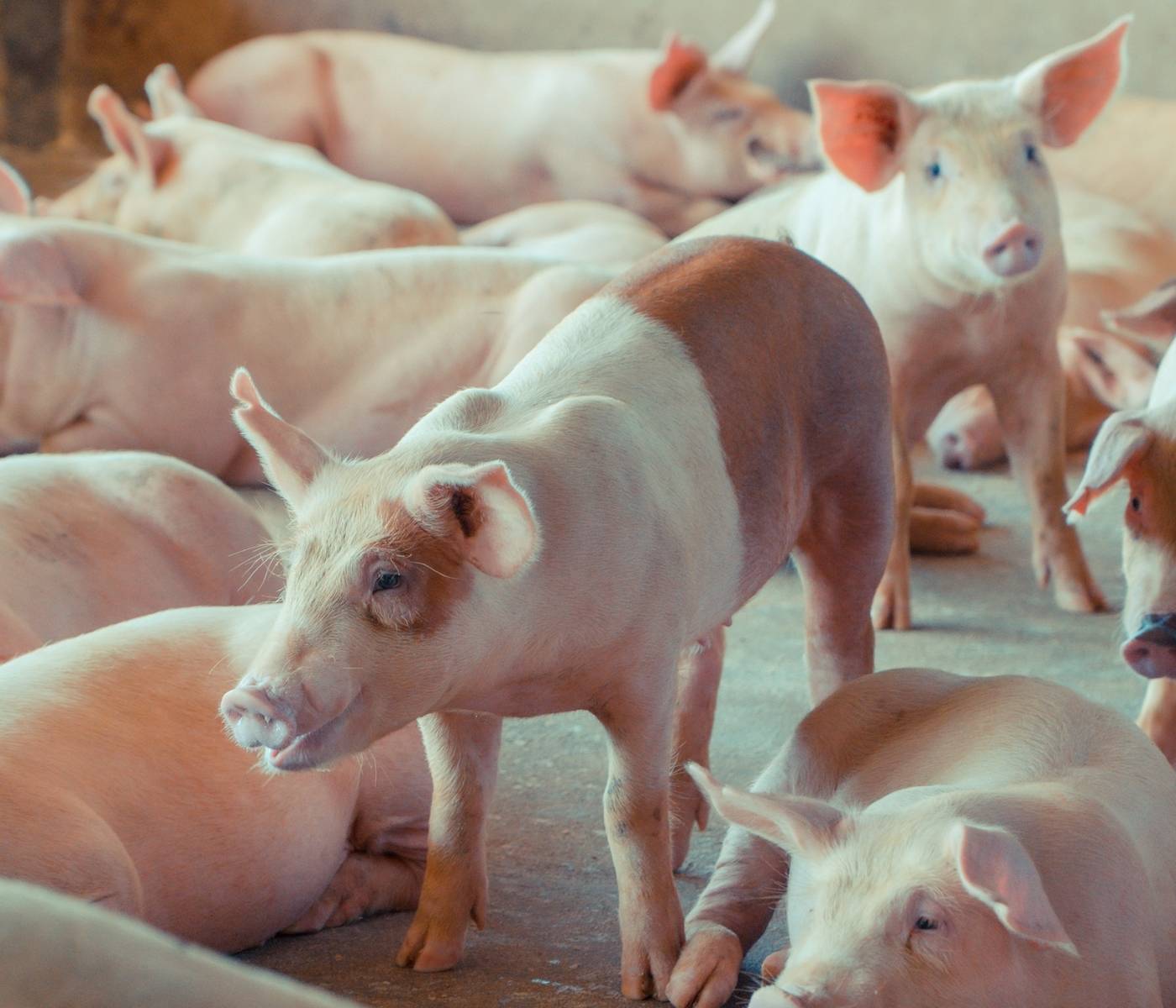 Exportação de carne suína gaúcha registra aumento