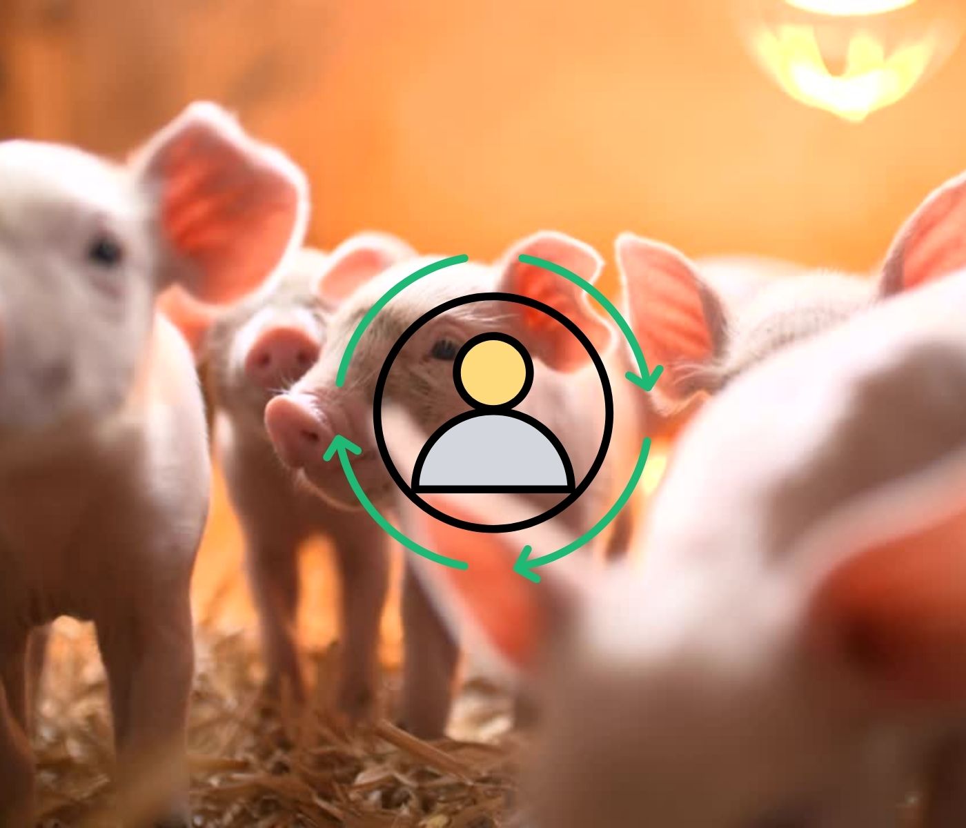 Personal de granja porcina: percepción sobre eficiencia productiva, bioseguridad y...