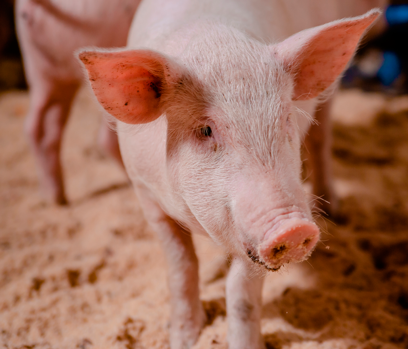 ¿Cuánto sabemos de la Peste Porcina Africana?