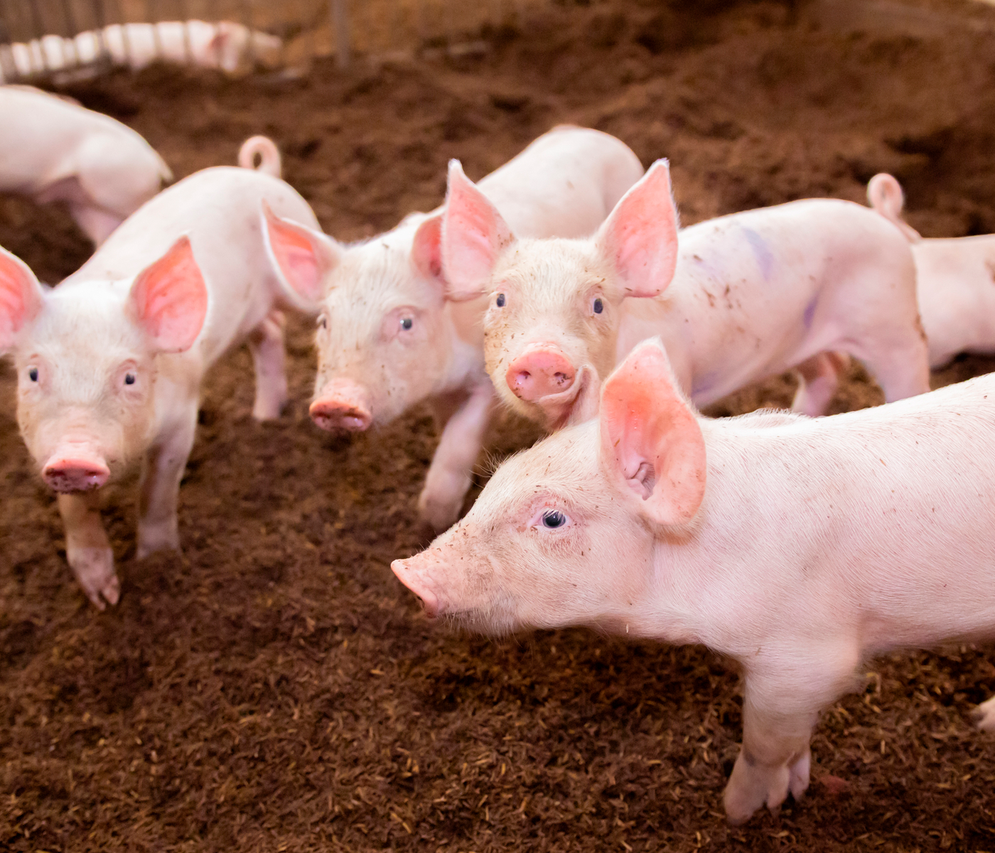 Mortalidad post destete en la producción porcina (factores no infecciosos)