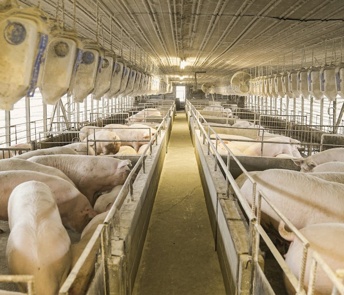 Cae la producción europea de carne porcina en el primer semestre de 2022