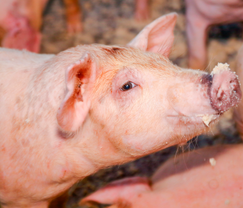 Nutrición de los cerdos en crecimiento y finalización