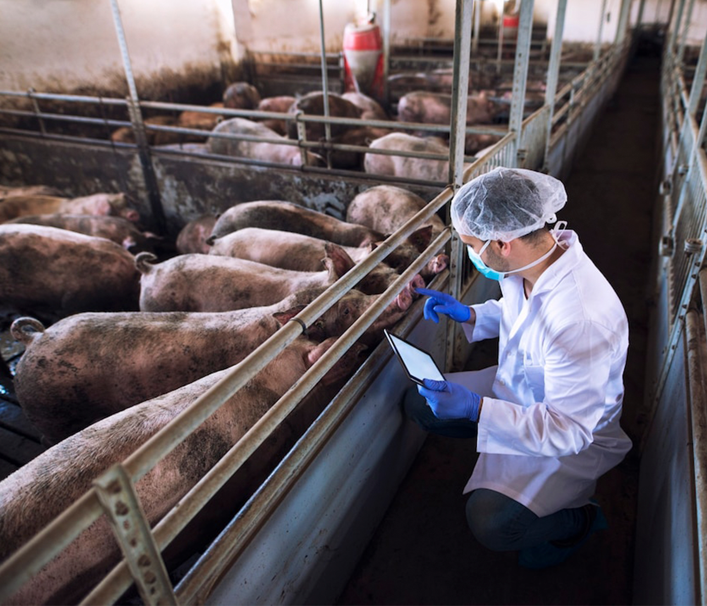 Vietnam: descuben la causa de muerte de cerdos vacunados contra la PPA