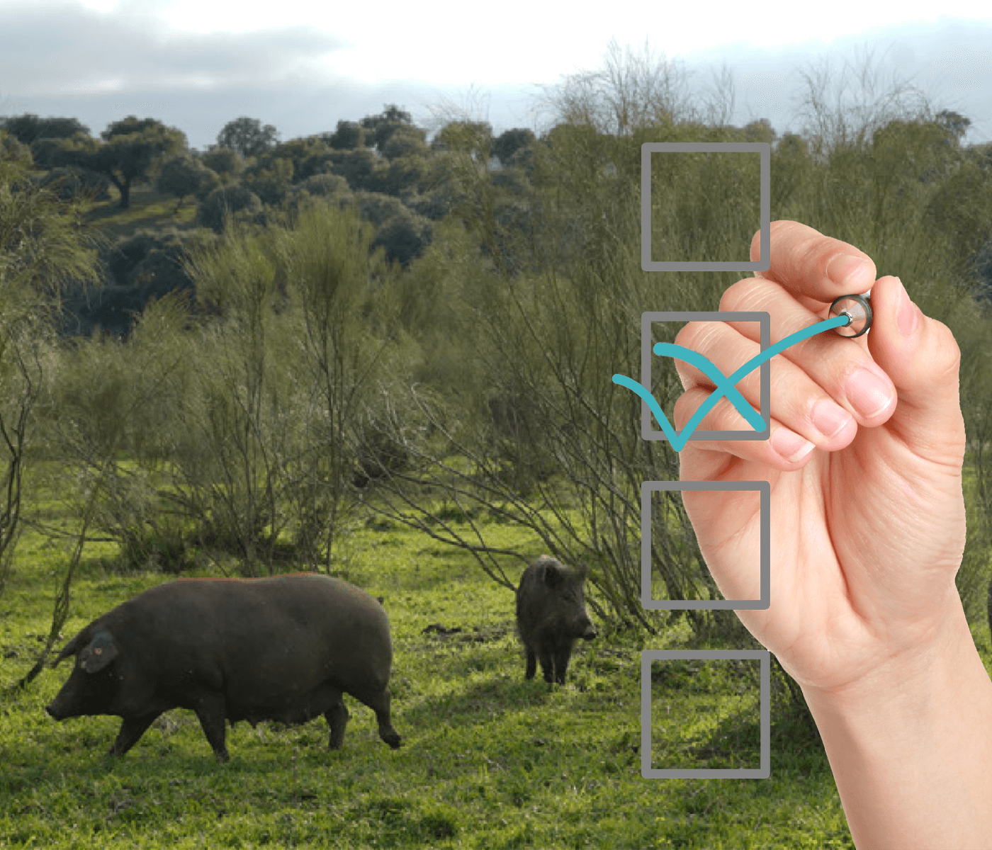 Guía para la aplicación de protocolos de bioseguridad en explotaciones porcinas extensivas