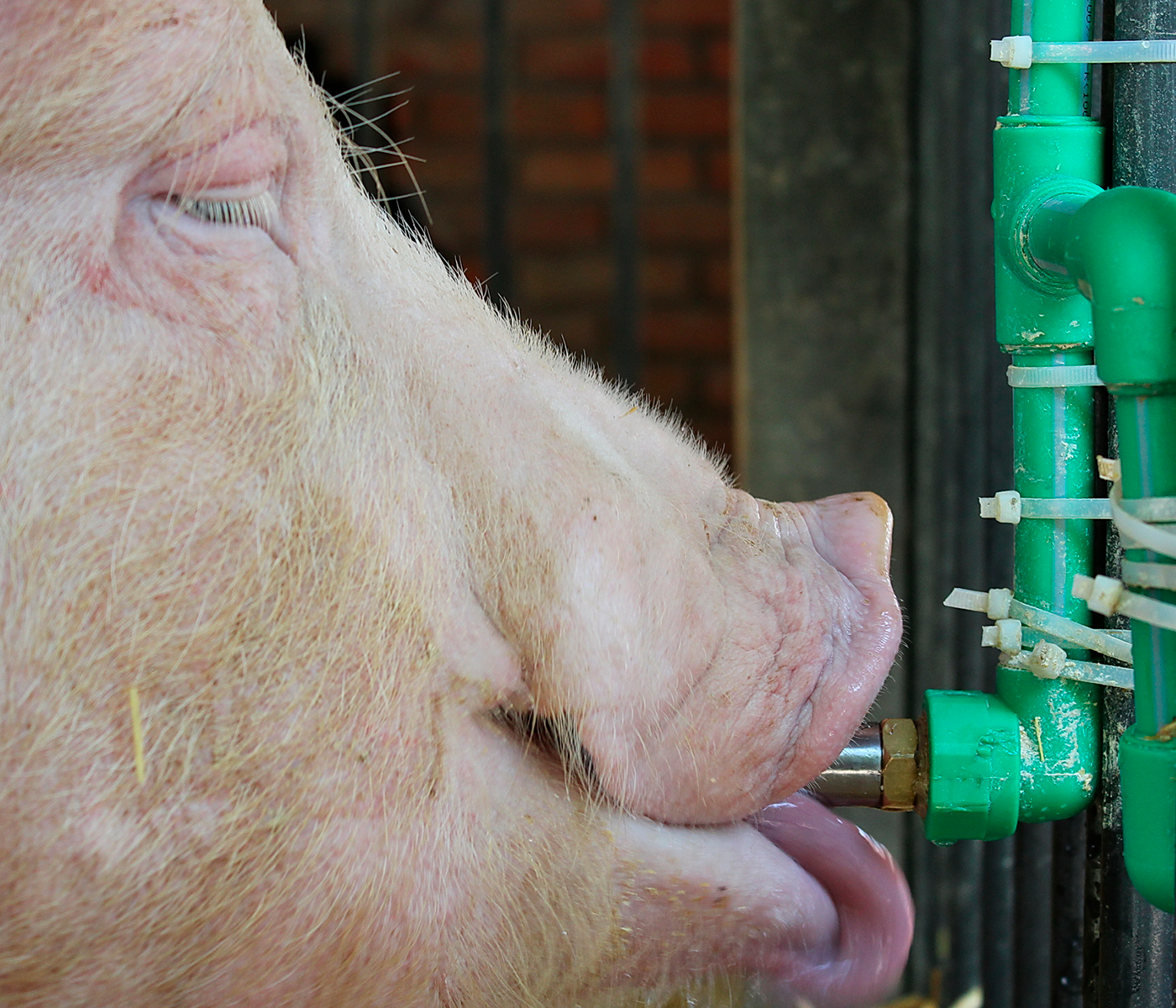 Importancia del agua en las explotaciones porcinas
