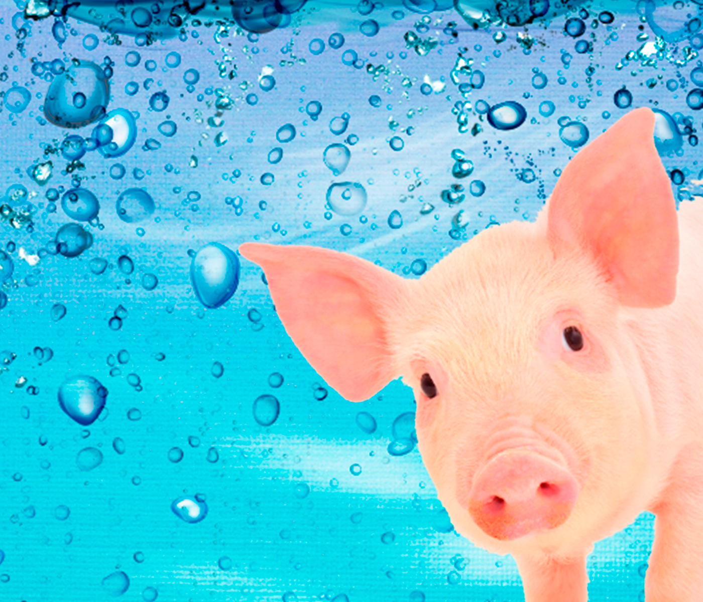 Agua, nutriente esencial en la porcicultura