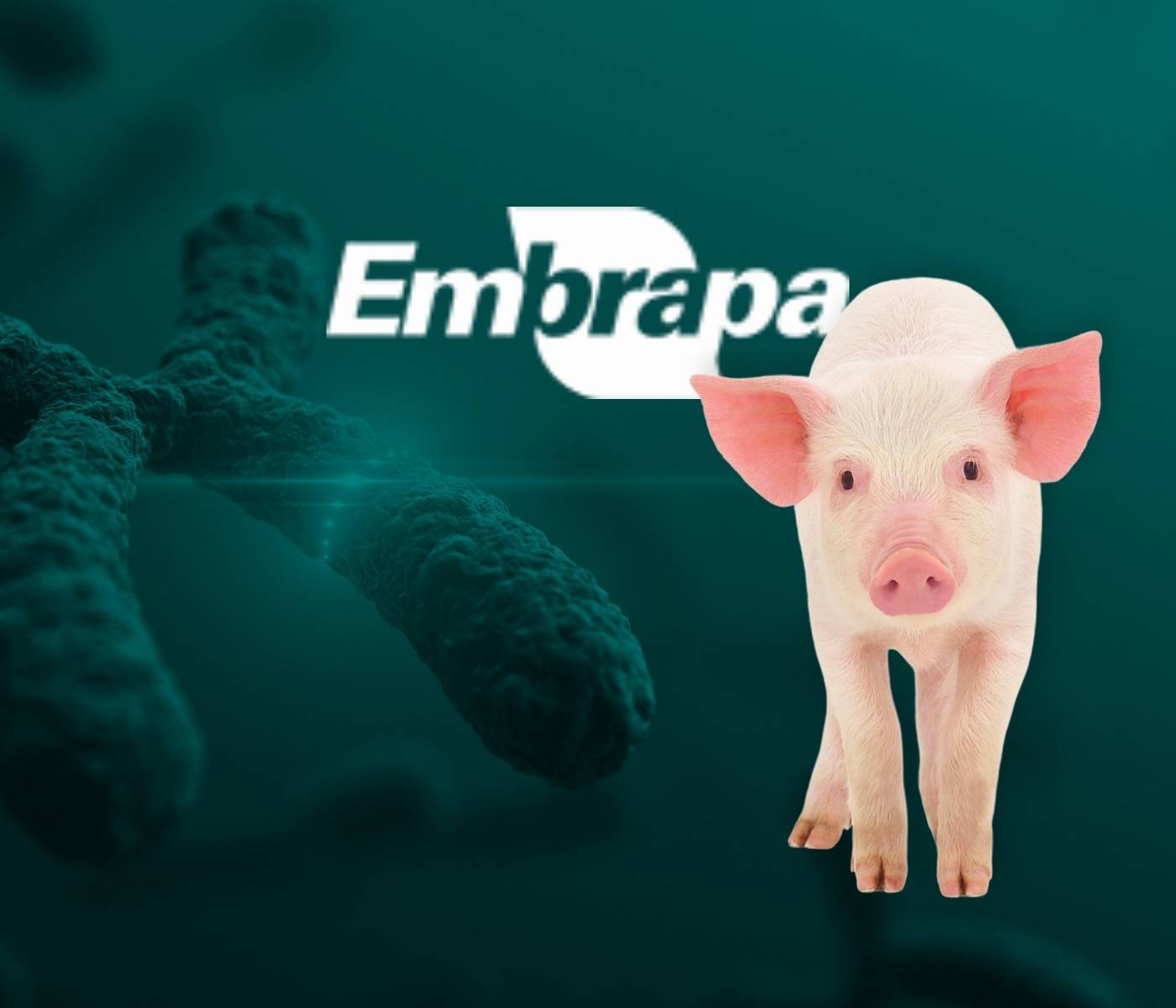 Embrapa apresenta projeto sobre pesquisa com animais geneticamente editados