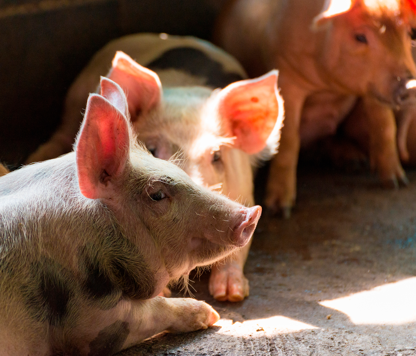 Herramienta que detecta con precisión virus en granjas porcinas