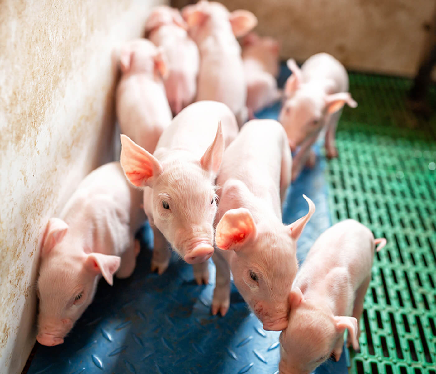 Importancia del uso de fitobióticos en porcino