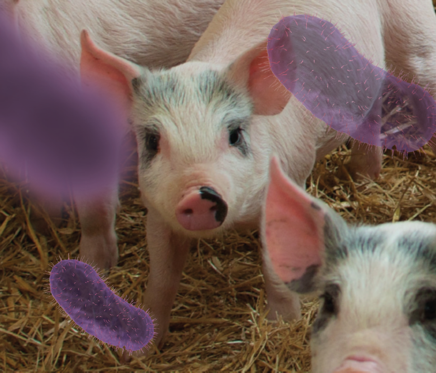 La enfermedad de Glässer: una enfermedad latente en los cerdos de destete