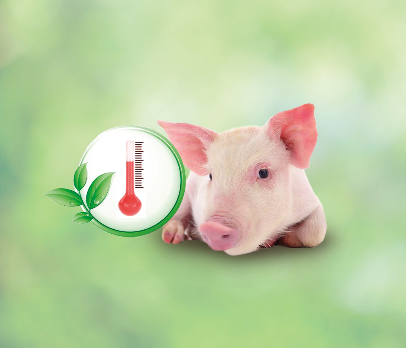 Piroterm – Abordaje fitogénico de la fiebre en porcino