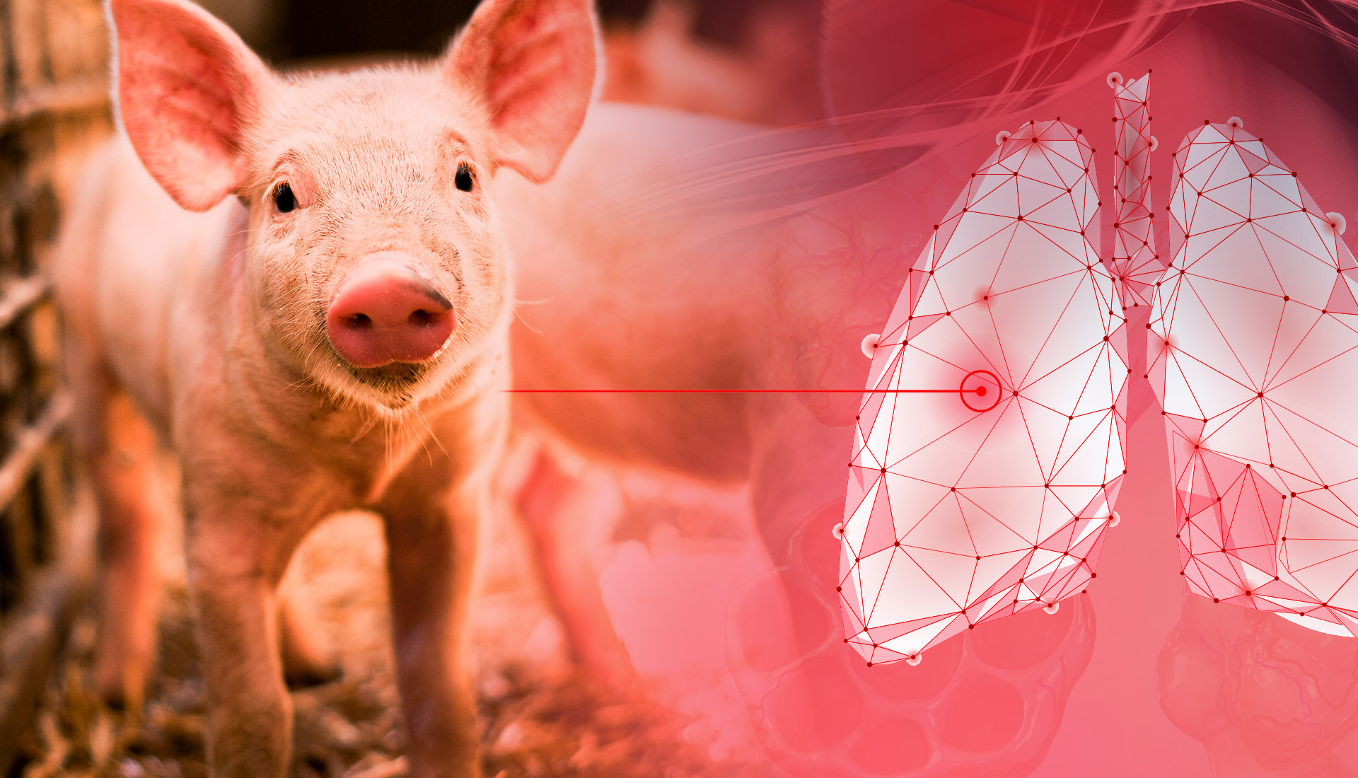 Como a saúde intestinal pode impactar a saúde respiratória dos suínos via eixo microbiota-intestino-pulmão?