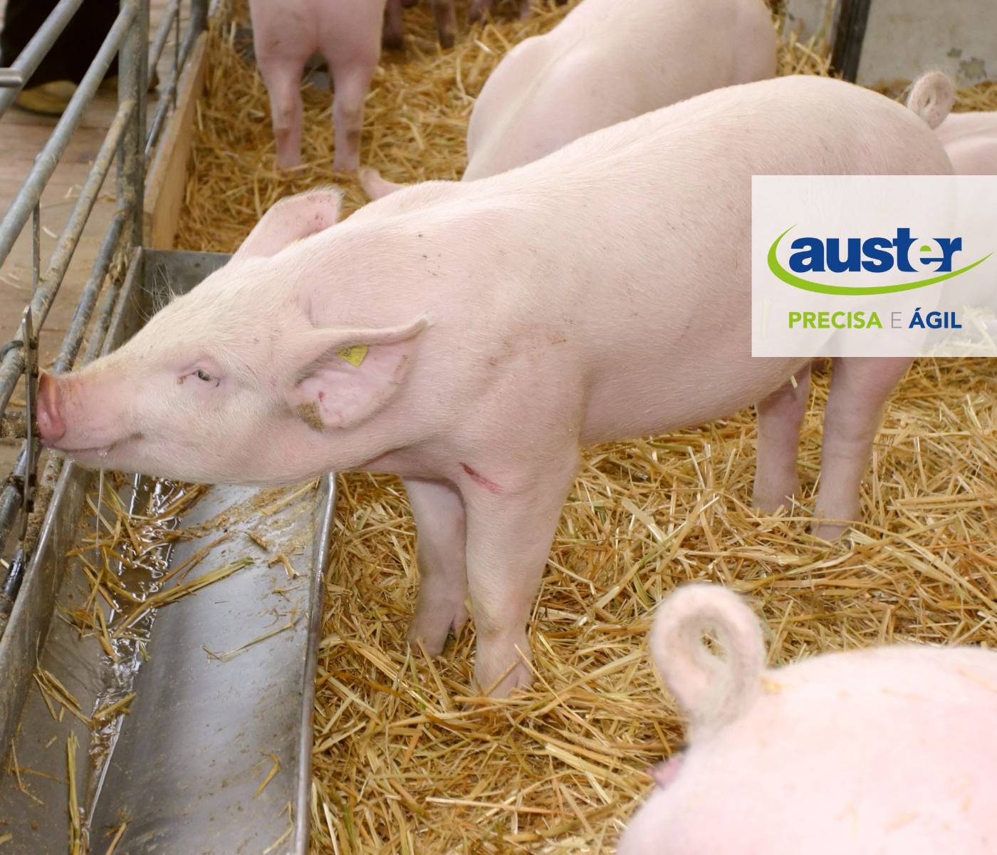 Qualidade da água afeta o desenvolvimento dos suínos e a produtividade das granjas, alerta médica veterinária da Auster Nutrição Animal