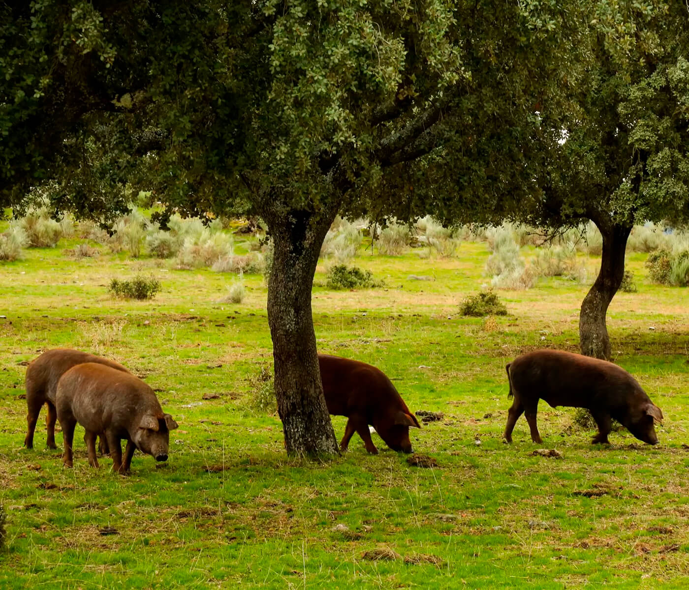 Andalucía: reclaman que las explotaciones familiares de porcino puedan recibir...