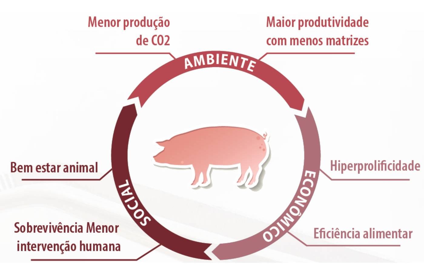 genética do futuro - Sustentabilidade na produção de suínos.