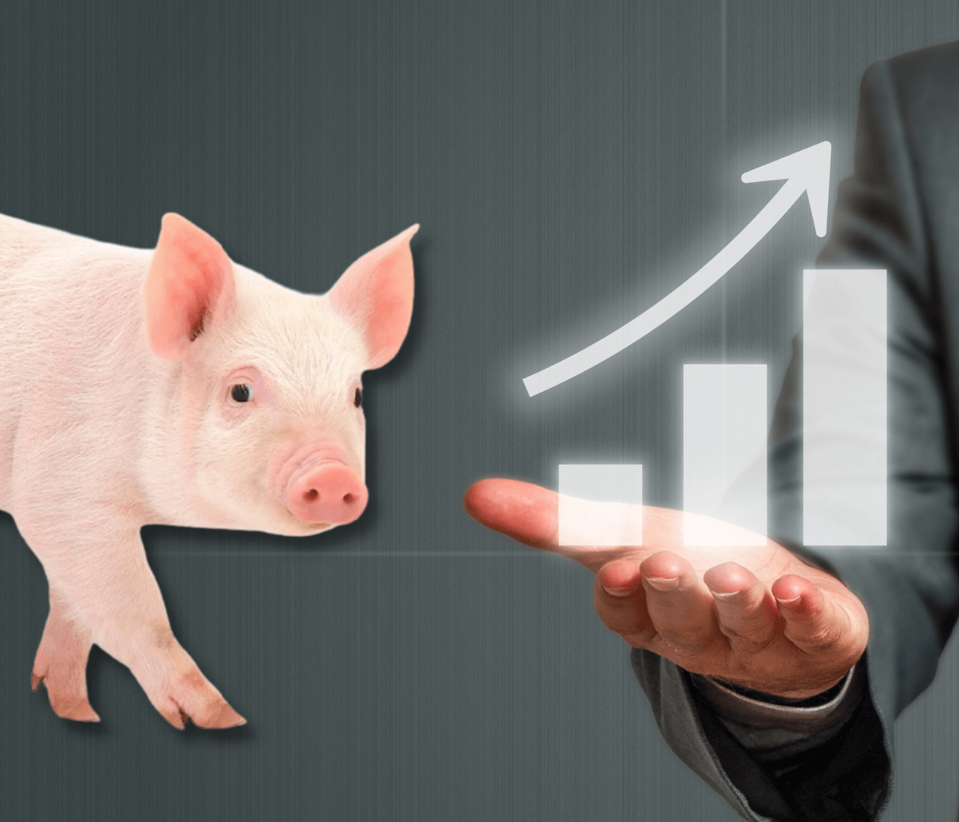 Custos de produção de suínos sobem em novembro, segundo a...