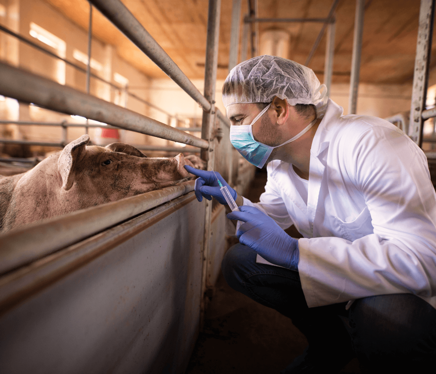 Biosseguridade em estabelecimentos de criação de suínos