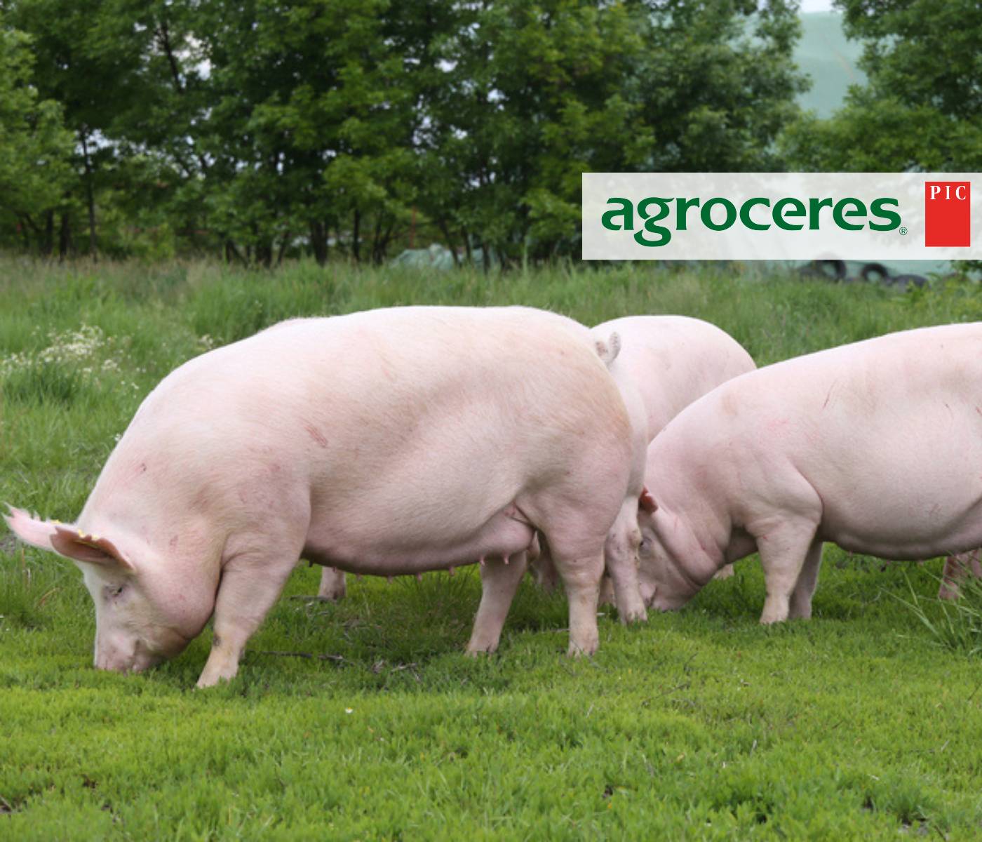 Agroceres PIC discute estratégias para retenção de matrizes no Swine Day