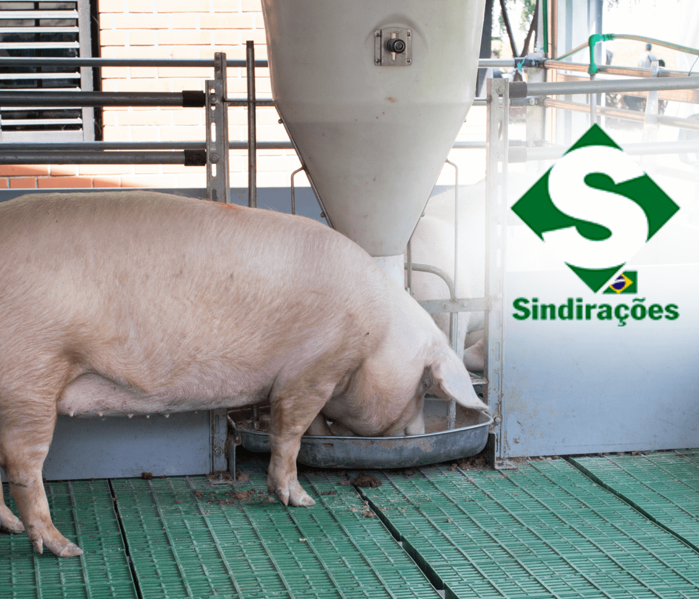 Suinocultura se destaca no balanço do setor de alimentação animal em 2022, divulgado pelo Sindirações