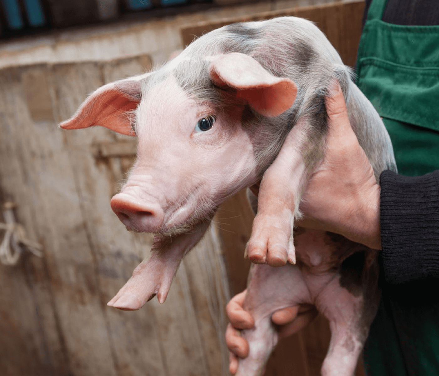 La importancia de una industria porcina sostenible para el desarrollo de la sociedad