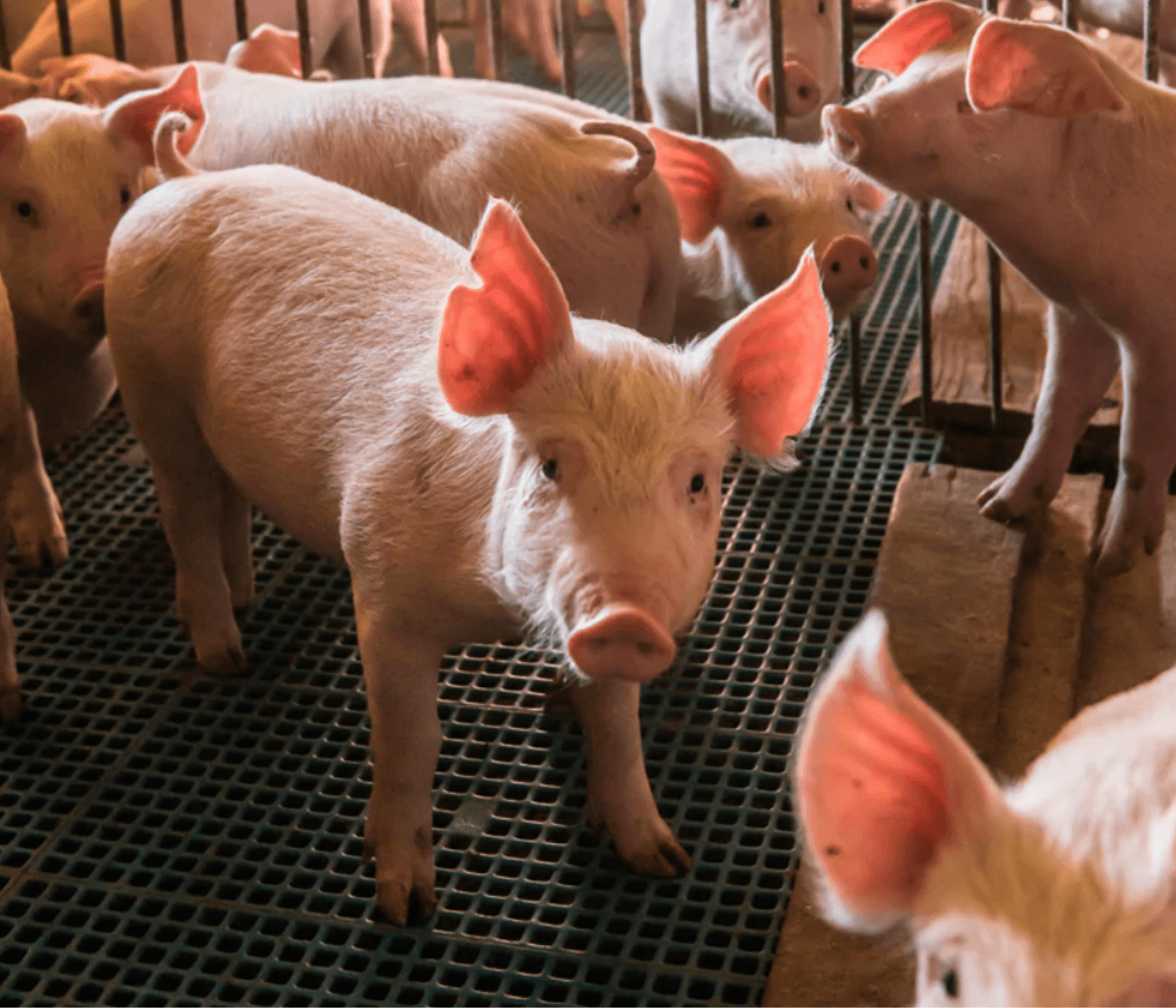 JARC «El sector porcino comprometido con la sostenibilidad, pero le...