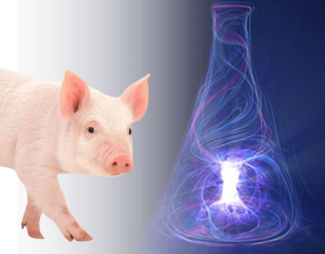 suino abvista os benefícios da inclusão de betaína na alimentação de suínos.