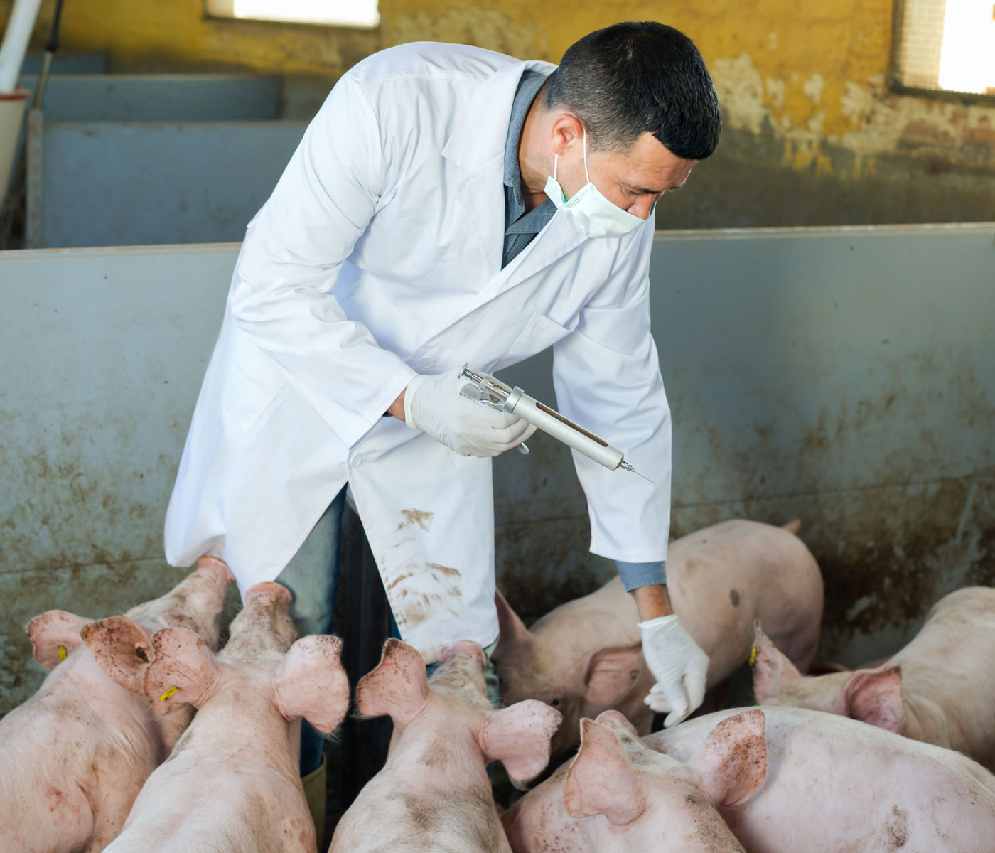 Aplicación del uso sostenible de antibióticos en ganadería