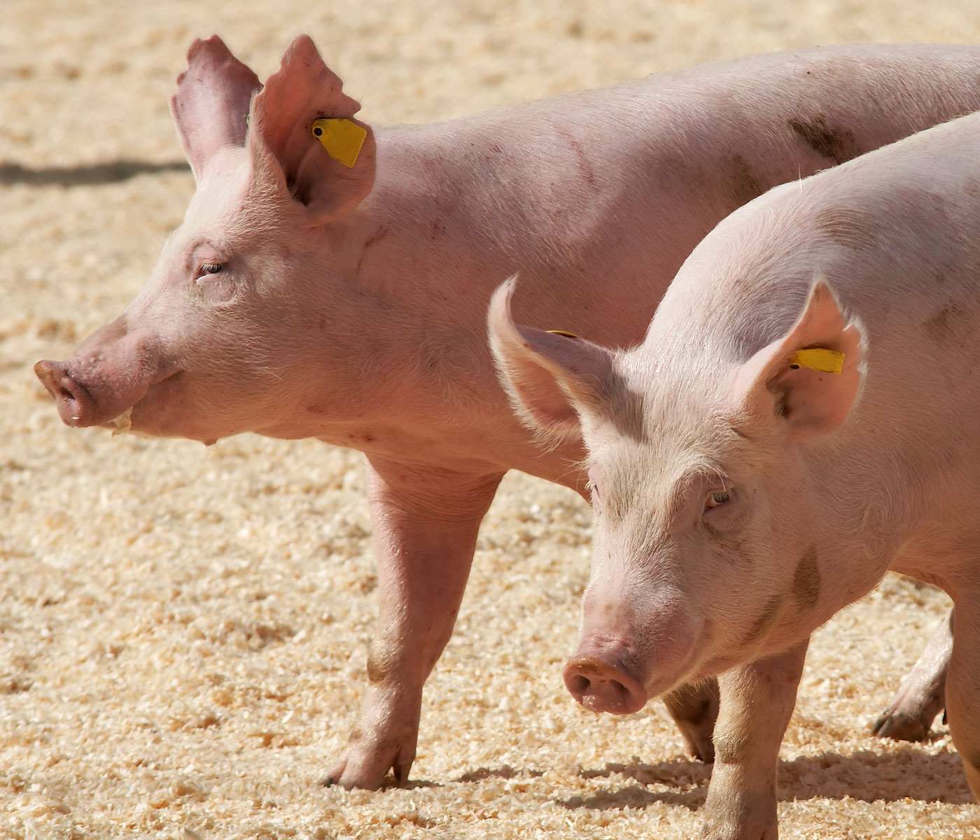Dificultades en el sector porcino en Europa a causa de...