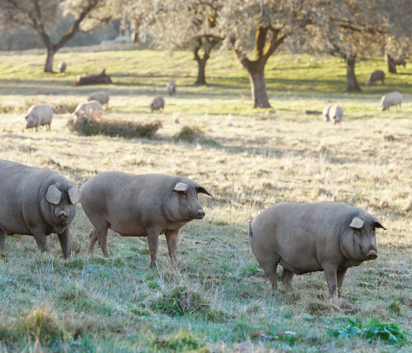 El sector del cerdo ibérico sufre por su supervivencia