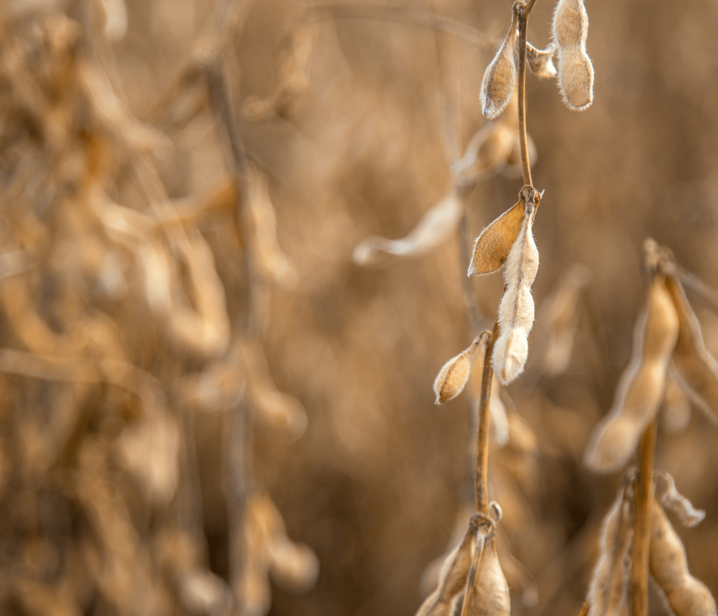 Infraestrutura e suprimento de grãos preocupam a agroindústria de SC