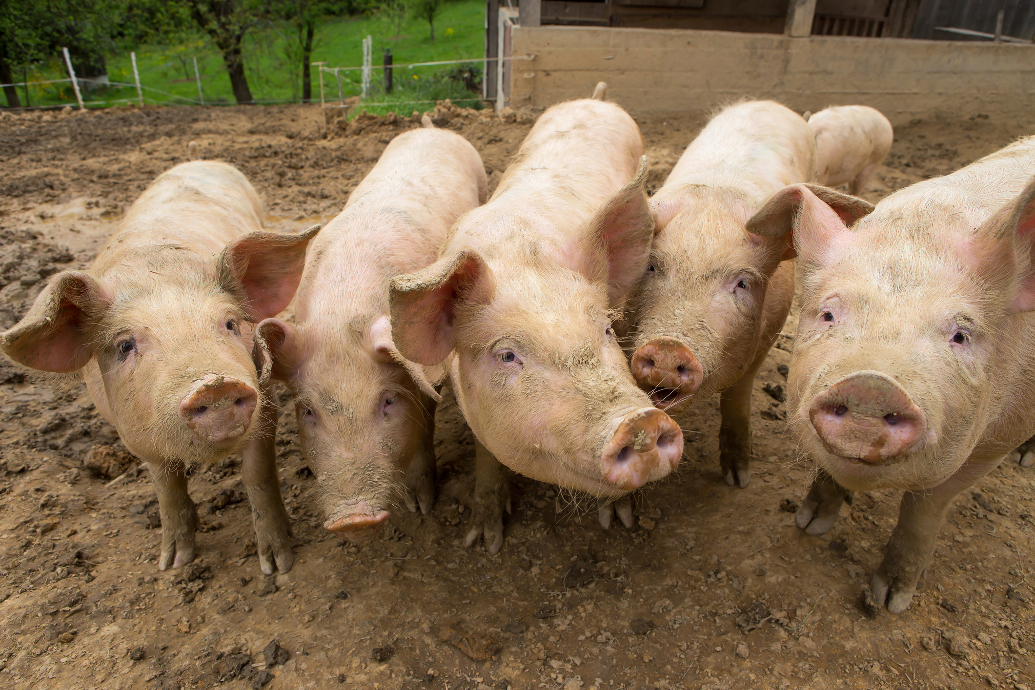 El sector porcino pide reducir las importaciones a España