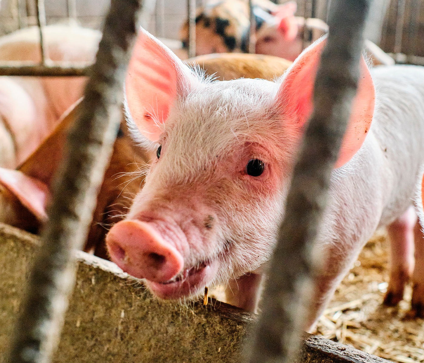Trastornos entéricos en los cerdos – Parte II