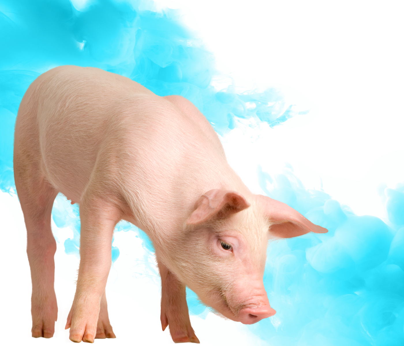 ¿Cómo incide el manejo durante la descarga y la espera en matadero en el bienestar de los cerdos?