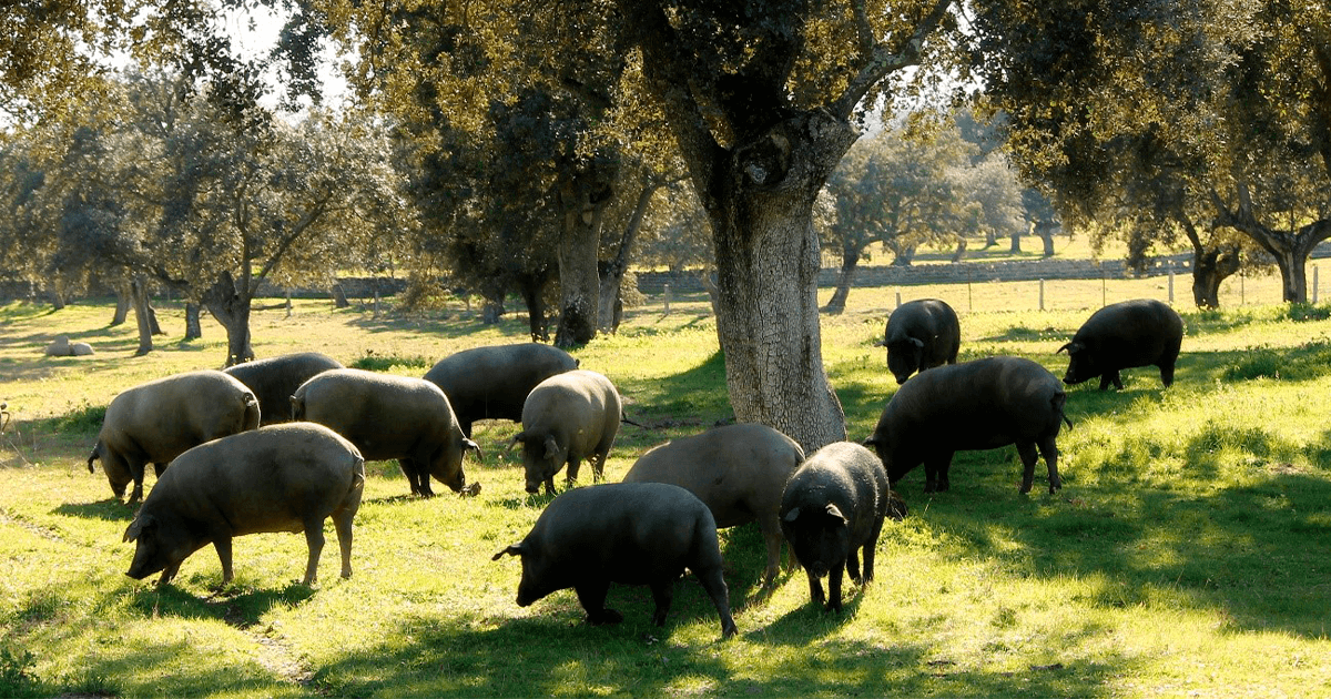 El cerdo de bellota 100 ibérico La montanera