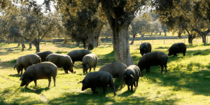 El cerdo de bellota 100% ibérico – La montanera