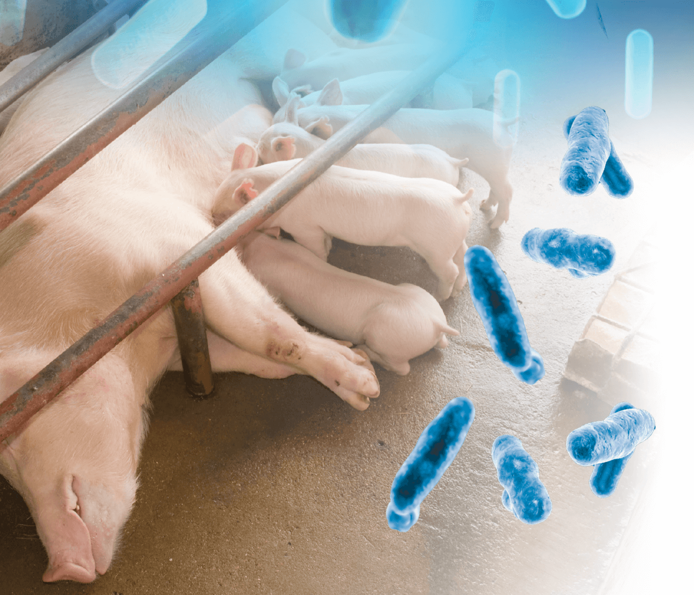 Diarrea neonatal – Un problema emergente en las granjas porcinas