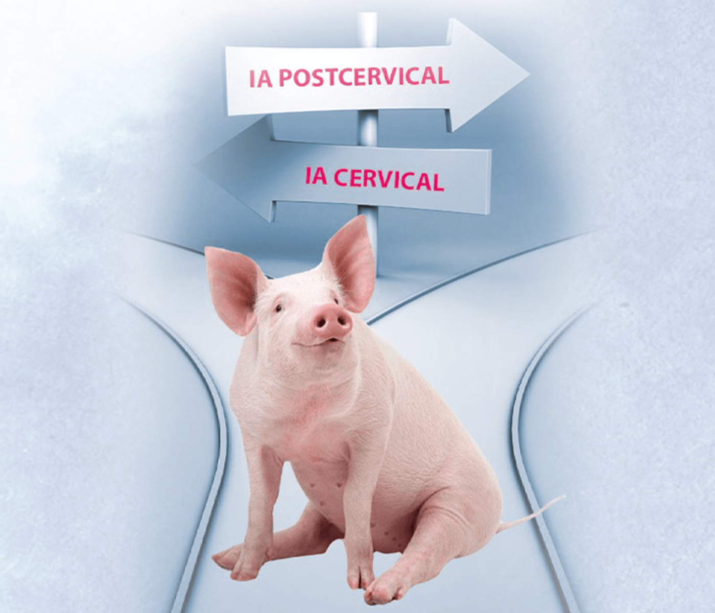 Inseminación artificial postcervical vs. cervical – Impacto en los parámetros...
