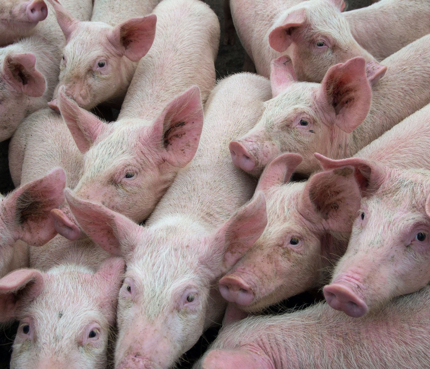Exceso de restricciones para la Peste Porcina Africana