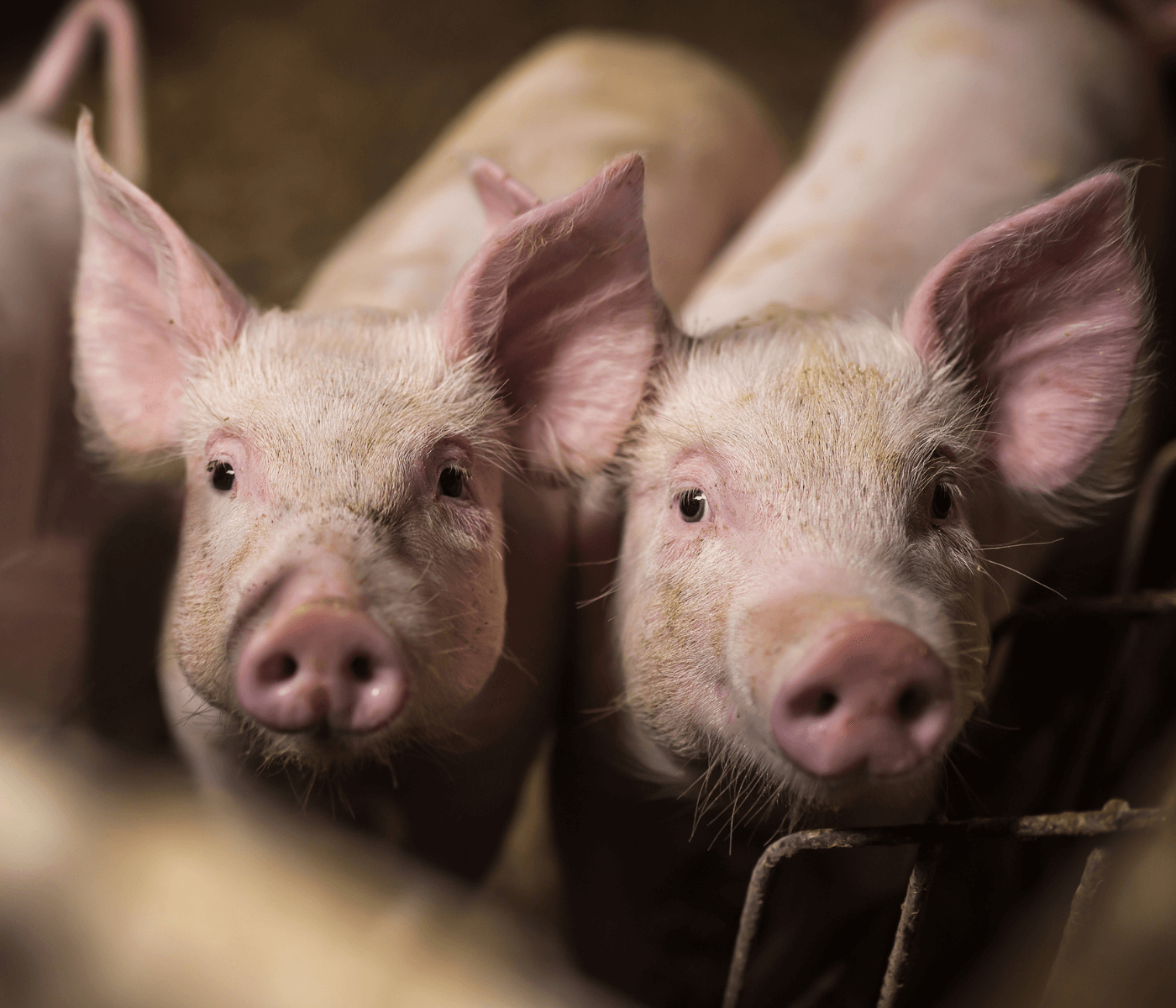 Rabobank aponta recuperação das exportações de carne suína